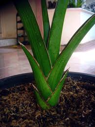 Blue Sansevieria , Sword Sansevieria , Oldupai , East African Wild Sisal
